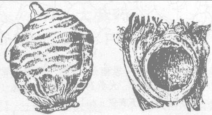 42. 大腹皮